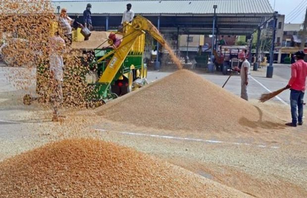 सरकार के गेहूं खरीद का लक्ष्य धरा रह गया, MSP से अधिक दाम देकर कंपनियों के एजेंटों ने किसानों से खरीदा गेहूं