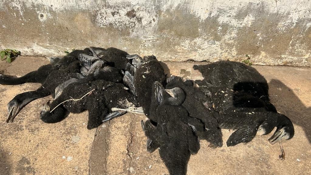 150 साल पुराना पीपल का पेड़ बिना इजाजत के काटा, करीब 200 पक्षियों की मौत